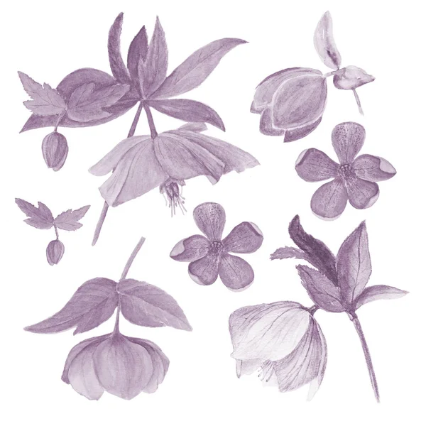 Sada akvarel Botanická ilustrace z čemeřic izolovaných na bílém pozadí v kyanotypie filtru — Stock fotografie
