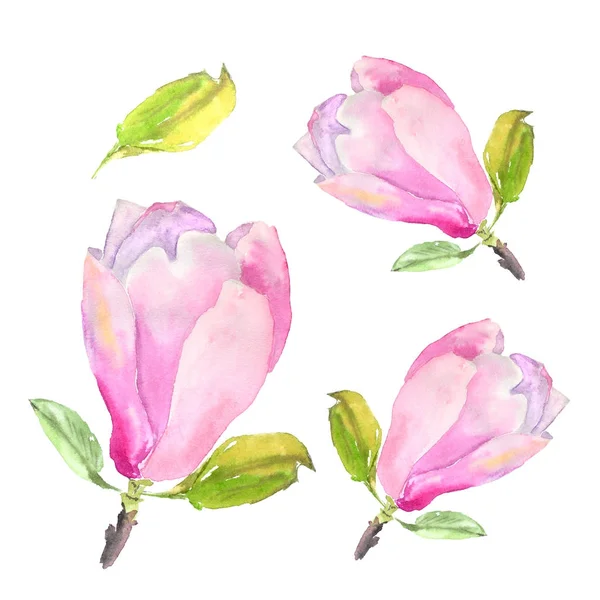 Illustrazione acquerello botanico di tenero fiore di magnolia rosa su sfondo bianco — Foto Stock