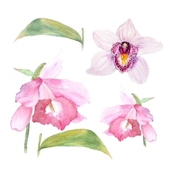 カトレアの花、白い背景の上の蘭の植物の水彩画イラスト スケッチします。 — ストック写真