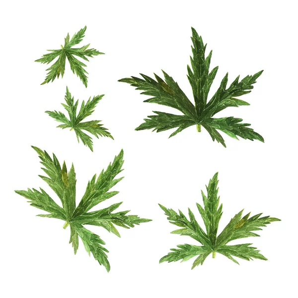 Grünes Blatt Aquarell aus Geranien. handgezeichnete Aquarell-Illustration auf weißem Hintergrund — Stockfoto
