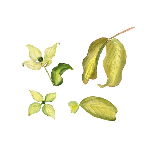 Wildflower Cornus květina ve stylu akvarelu, samostatný. Aquarelle divoká květina pro pozadí, textura, souhrnný vzorek, rám nebo hranice — Stock fotografie