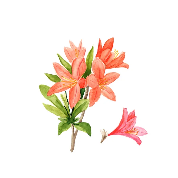 Ακουαρέλα εικονογράφηση του rhododendron ροζ λουλούδια και τα φύλλα σε λευκό — Φωτογραφία Αρχείου