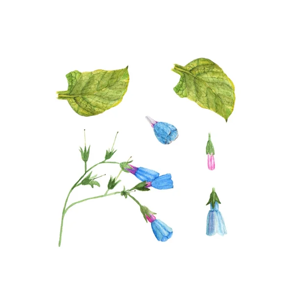 Bosquejo pintado a mano de Bluebell jardín, flor de la campana, acuarela ilustración aislada en blanco — Foto de Stock