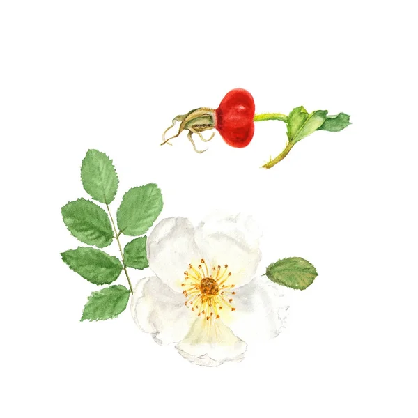 Illustrazione acquerello botanico schizzo di dogrose bianco con bacca e foglie su bianco — Foto Stock