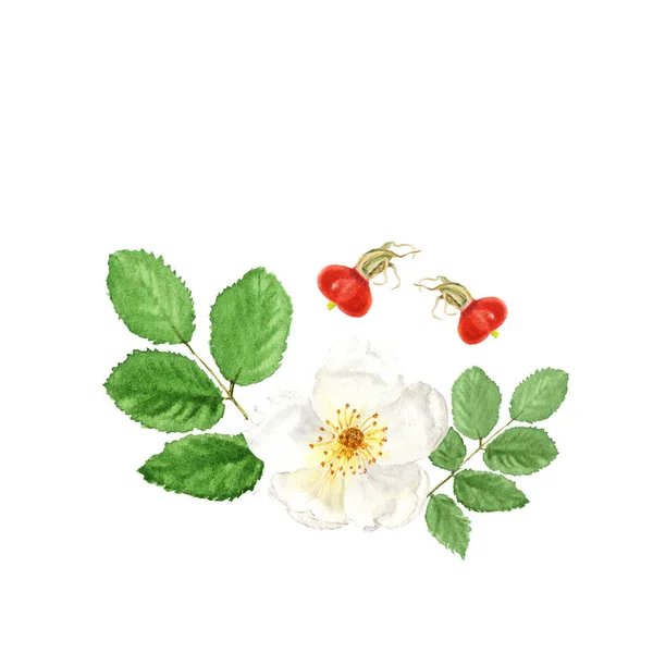 ベリーと白の dogrose と白の葉の植物の水彩画イラスト スケッチ — ストック写真