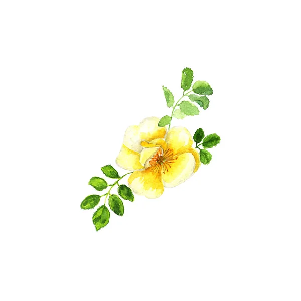 Βοτανική ακουαρέλα εικονογράφηση σκίτσο του κίτρινο τριαντάφυλλο με σε λευκό — Φωτογραφία Αρχείου