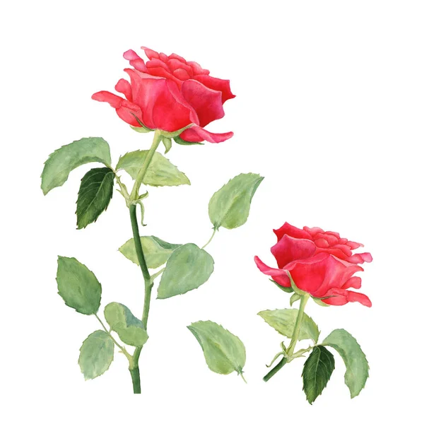 Botanische Aquarell-Illustration der roten Rose auf weißem Hintergrund — Stockfoto