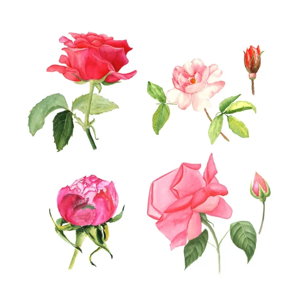 Uppsättning av blommande rosor. Akvarell botaniska illustration av rosor. Vykort Grattis, bröllop eller inbjudan — Stockfoto