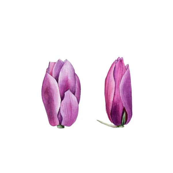 Illustrazione botanica ad acquerello di fiori di gemme di magnolia rosa su sfondo bianco — Foto Stock