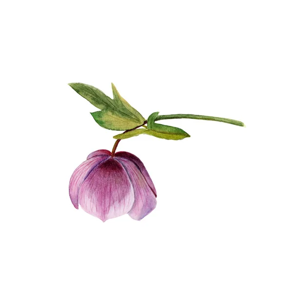 Aquarell botanische Illustration des Flieders Hellebore isoliert auf weißem Hintergrund — Stockfoto