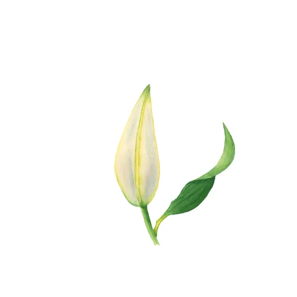 Акварельна квітка білої лілії бутон, яскраві квіткові елементи ізольовані на білому — стокове фото