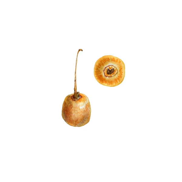 Žluté plody z Ginkgo Biloba. Akvarelu ilustrace na bílém — Stock fotografie