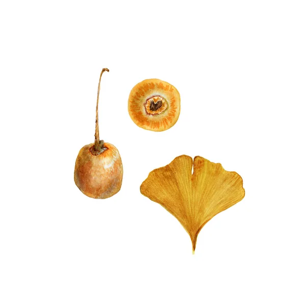 Hojas amarillas de Ginkgo Biloba con frutas. Ilustración de acuarela en blanco — Foto de Stock