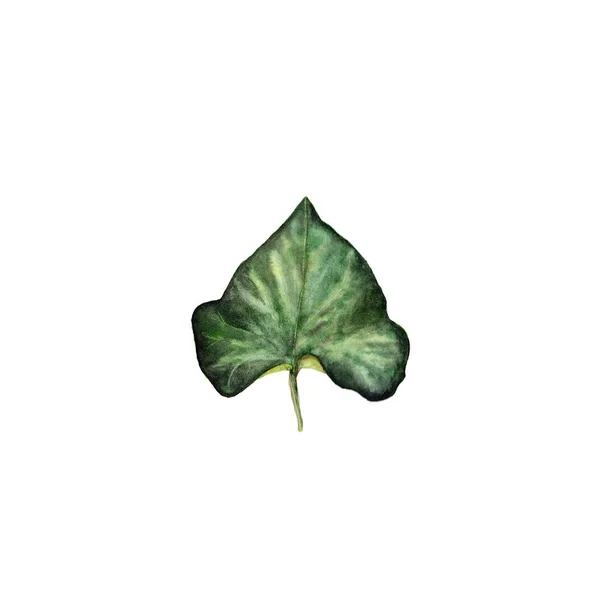 Akwarela, ilustracja liść bluszczu. Na białym tle — Zdjęcie stockowe