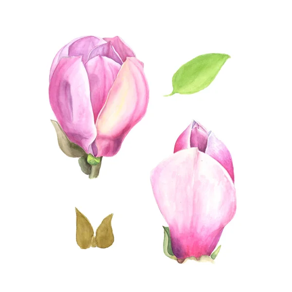 Illustrazione ad acquerello di magnolia rosa. Set su bianco — Foto Stock