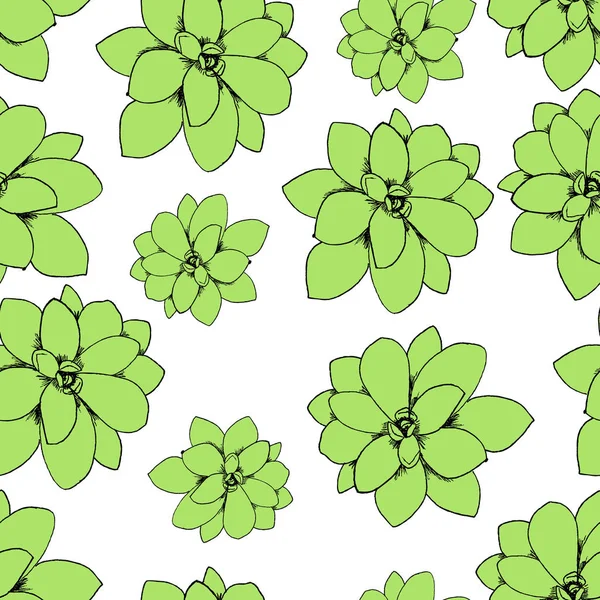 Ботанічна ілюстрація рослини соковитих розетки Echeveria. Безшовний візерунок кліп-арт на білому — стокове фото