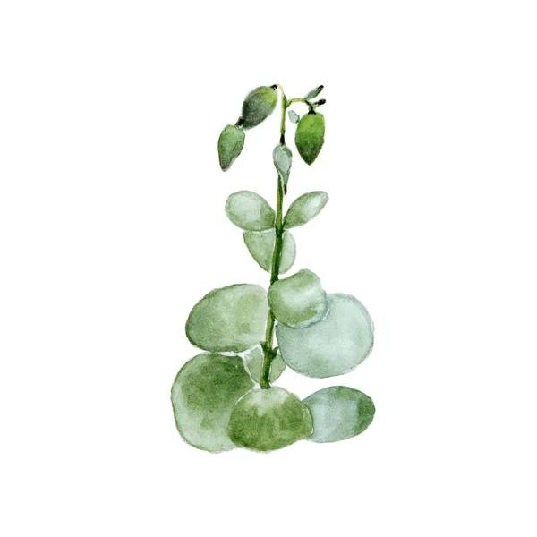 Crassula, pengar träd. Akvarellmålning på stjälk med blad och blommor på vit — Stockfoto