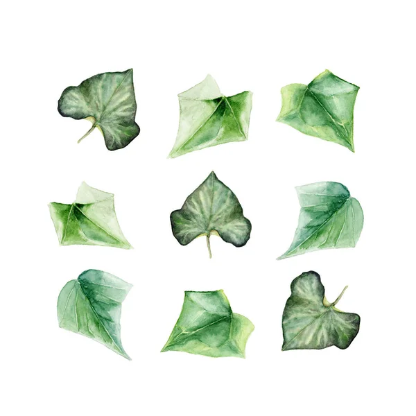 Um conjunto de ilustrações pintadas à mão aquarela de folhas de hera no branco — Fotografia de Stock