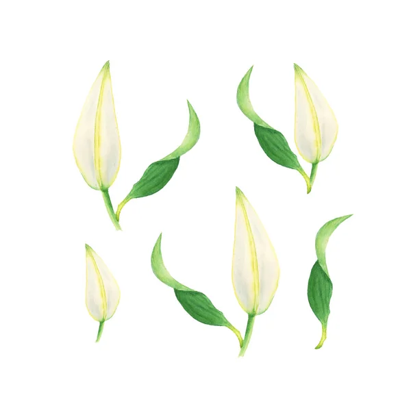 Fiori ad acquerello di boccioli di giglio bianco, elementi floreali luminosi isolati su bianco — Foto Stock