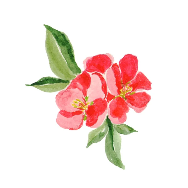 Stile giapponese. Illustrazione acquerello botanico di fiore di mela cotogna rossa in fiore isolato su sfondo bianco con descrizione — Foto Stock