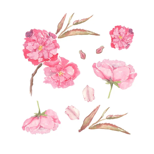 Uppsättning akvarell illustration av rosa äpple och körsbär blommor. Element för design av inbjudningar, filmaffischer, tyger och andra föremål. Isolerad på vitt. — Stockfoto