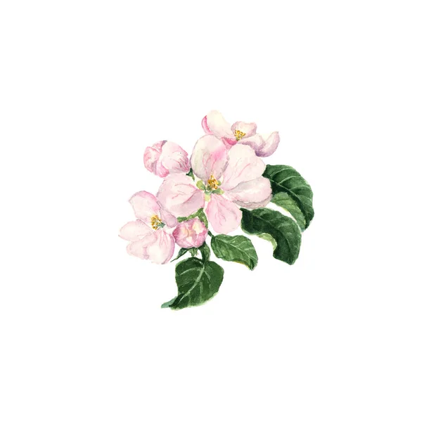 Flor de manzana. Rama de acuarela con flores y hojas en blanco — Foto de Stock