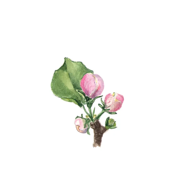 Fiore di mela. Ramo acquerello con fiori e foglie su bianco — Foto Stock