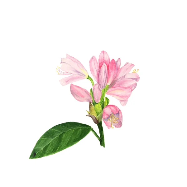 Akvarell illustration av rosa rhododendron blommor och blad på vit — Stockfoto