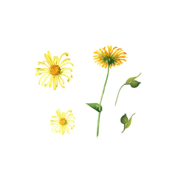 Kwiat arniki. Ręcznie robione akwarela malarstwo ilustracja na białym tle, na białym tle — Zdjęcie stockowe