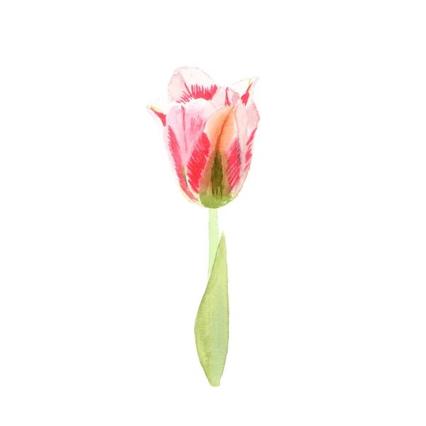 Illustrazione acquerello schizzo di fiore di tulipano colorato su sfondo bianco — Foto Stock