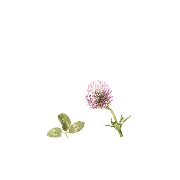 ムラサキツメクサ。白クローバーの花の水彩イラスト — ストック写真