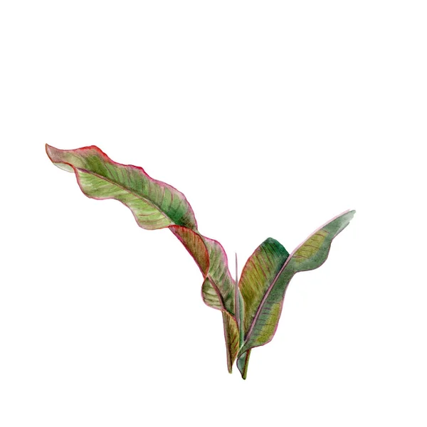 Zielone liście. Tropikalne rośliny liści bananów. Akwarela rysunku. Ręcznie rysowane kwiatowy — Zdjęcie stockowe