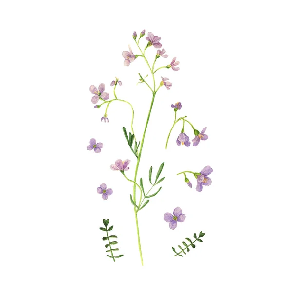 Wild flower drawing watercolor on white. Cardamine pratensis — Stock Photo, Image