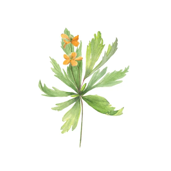 Wild flower drawing watercolor on white. Anemone ranunculoides — Stock Photo, Image