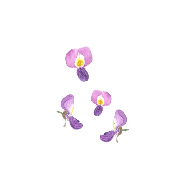 등나무 꽃입니다. 화이트에 수채화 그림 — 스톡 사진