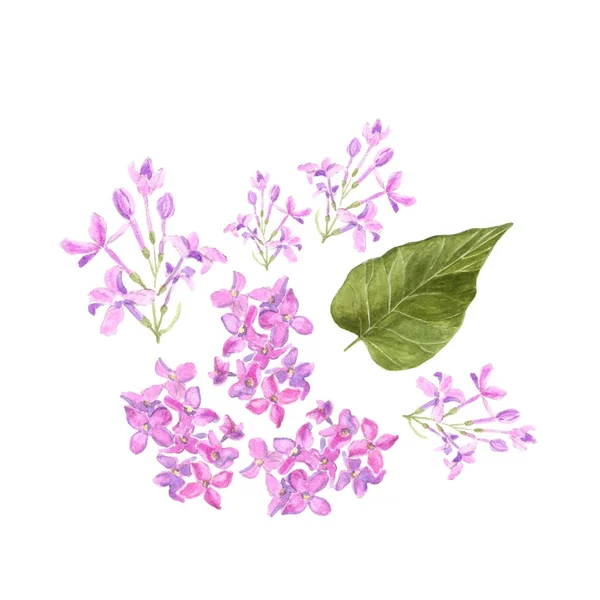 Color pastel suave floral. Lila púrpura flores y pétalos de color rosa y hoja verde de siringa acuarela ilustración — Foto de Stock