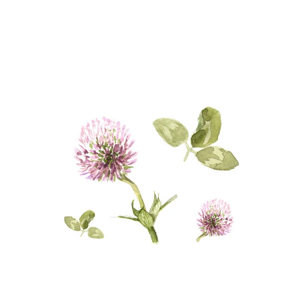 ムラサキツメクサ。白クローバーの花の水彩イラスト — ストック写真
