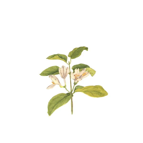 Gałąź dziki wiciokrzewu, ręcznie malowane na białym tle akwarela ilustracja — Zdjęcie stockowe