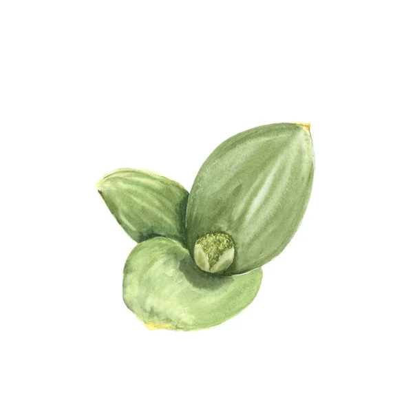 Allium. Illustration aquarelle faite à la main de feuilles d'oignon vert isolées sur fond blanc — Photo