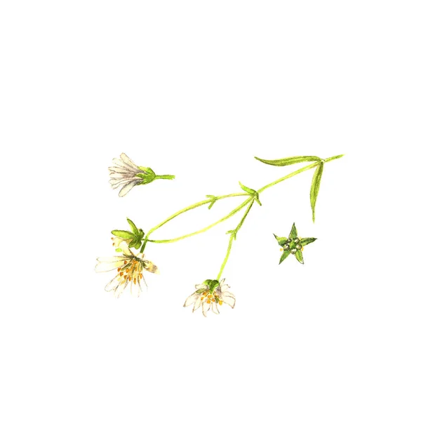 Akwarela zielone chwasty. Kompozycja sylwetek z dzikich roślin na biały — Zdjęcie stockowe
