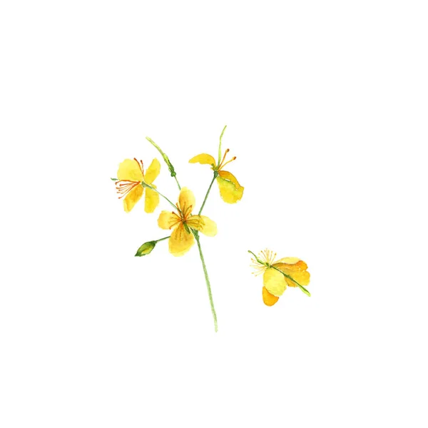 Vlaštovičník jarní květiny Chelidonium majus. Ručně tažené akvarel na bílém — Stock fotografie