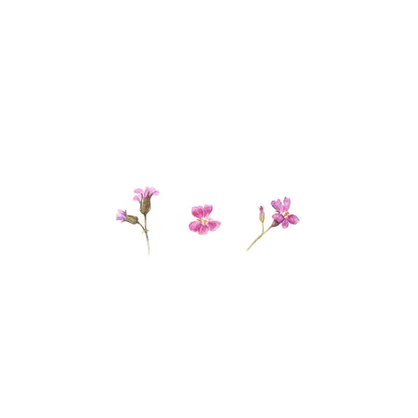 白い背景に分離されたライラック ゼラニウム花の水彩イラスト — ストック写真