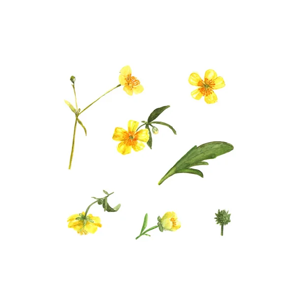 Flores Amarillas de Ranunculus. Acuarela ilustración pintada a mano —  Fotos de Stock