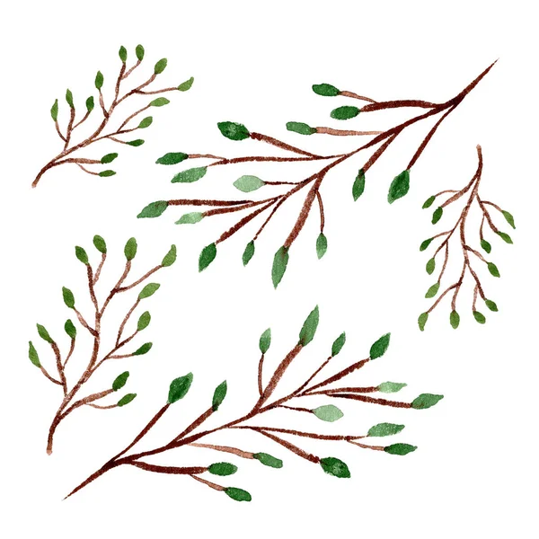 Conjunto de objetos florais aquarela. Ramos de inverno isolados sobre fundo branco. Plantas desenhadas à mão clip art — Fotografia de Stock