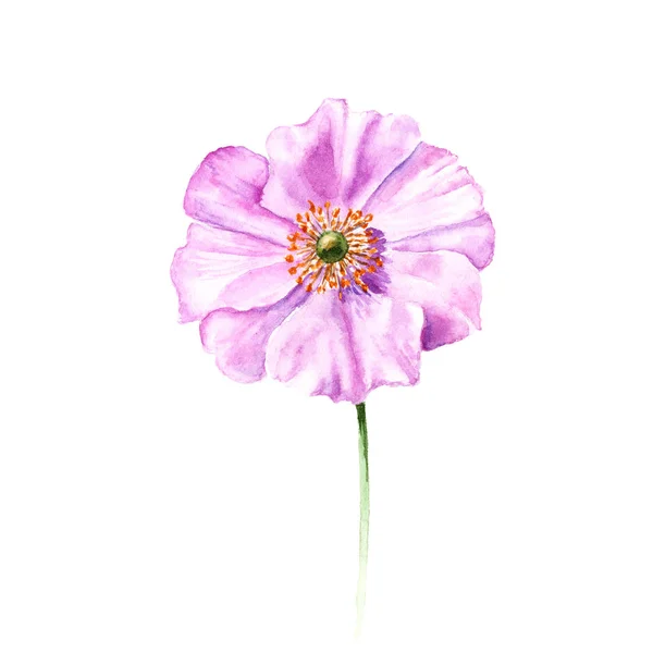 Acquerello fiore di anemone. Singolo fiore disegnato a mano isolato su sfondo bianco. Illustrazione botanica — Foto Stock