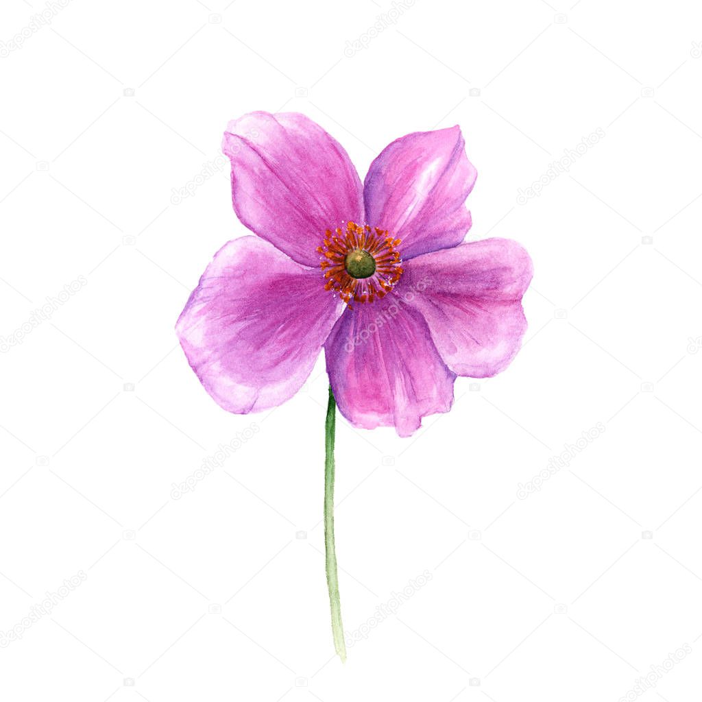 Watercolor anemone flower. Hand drawn single flower isolated on white background. Botany illustration