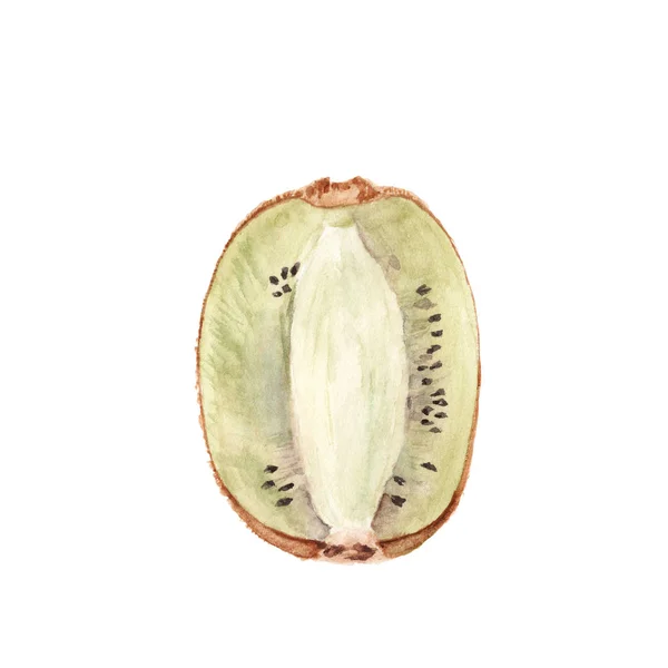 Suluboya kivi meyve üzerinde beyaz izole. Botanik illüstrasyon — Stok fotoğraf