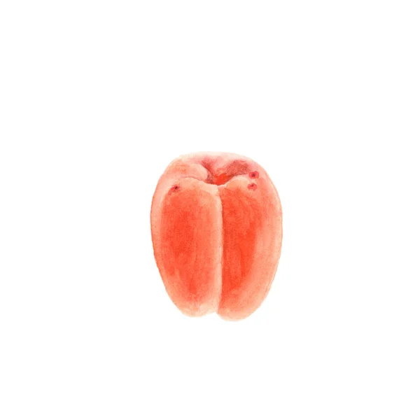 Ripe whole apricot, yellow fruit isolated, watercolor on white. Botany illustration — Stock Photo, Image