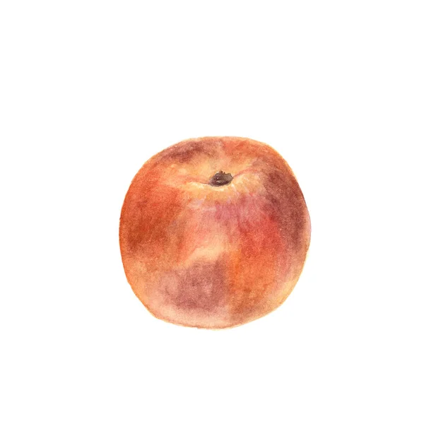 水彩桃子在白色。植物学例证 — 图库照片
