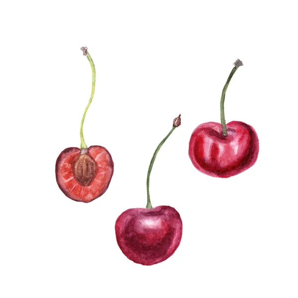 Ripe cherry painted with watercolor on white. Botany illustration — Stock Photo, Image